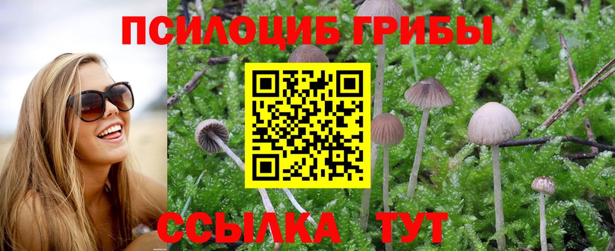 Галлюциногенные грибы Psilocybine cubensis Волгоград